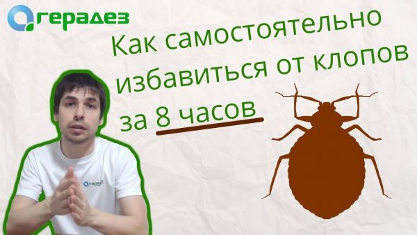 Как самостоятельно избавиться от клопов в квартире